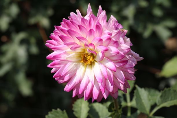 公园里美丽的达莉亚花的特写图片下载