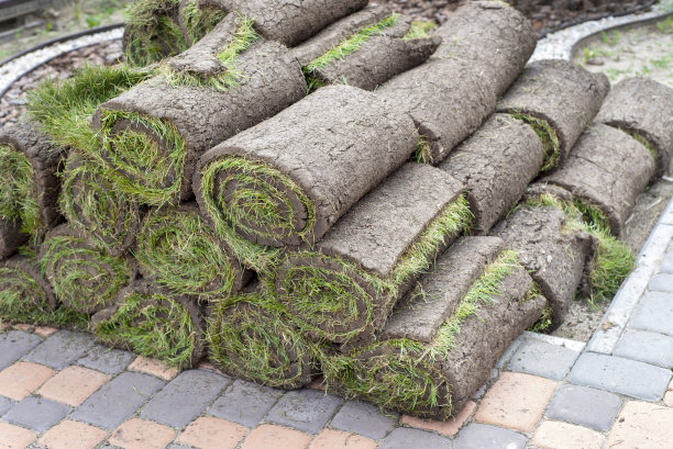 新草坪用的草皮卷图片下载