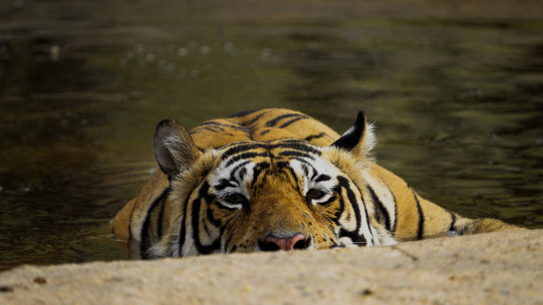 一只孟加拉虎在水池里放松图片下载
