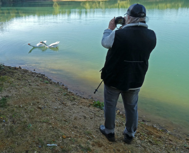 拍摄鹅图片下载