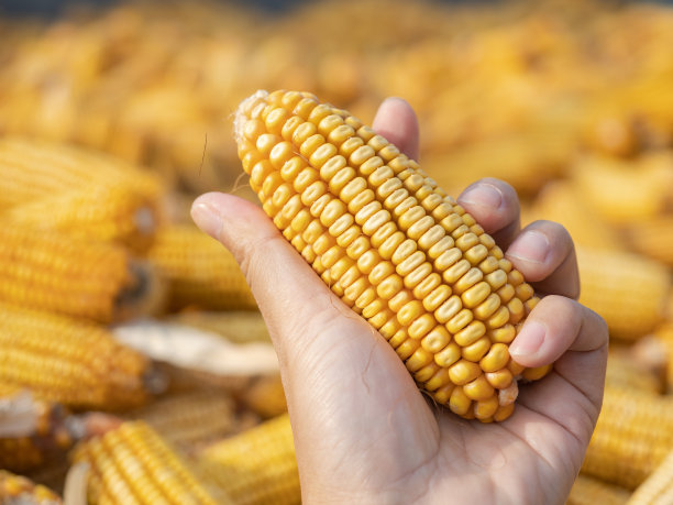 手持干玉米图片下载