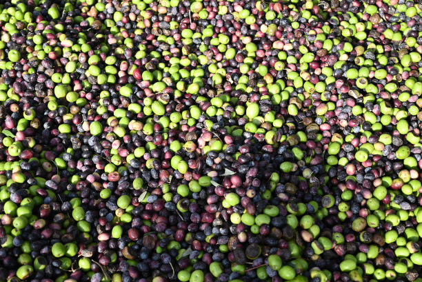 橄榄收获自然药用有机图片下载