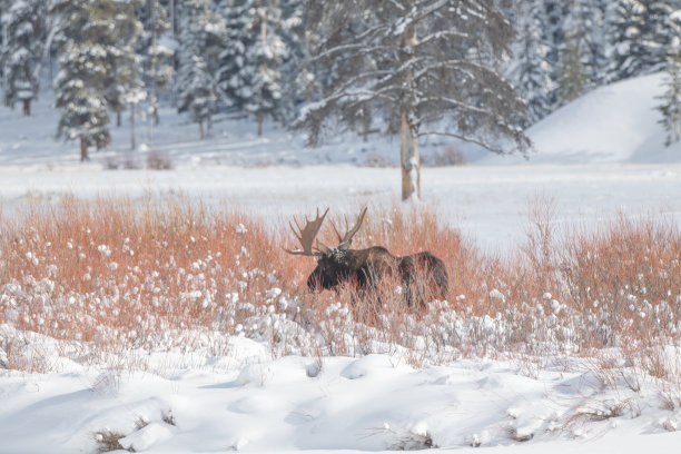 在美国黄石国家公园与蒙大拿州接壤的怀俄明州西北部，一只大公牛驼鹿在厚厚的积雪中啃食柳枝图片下载