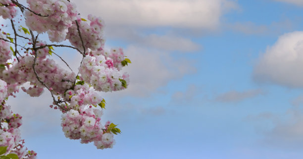 春天盛开的粉红色樱花或白色背景的自然花园中的樱花图片下载