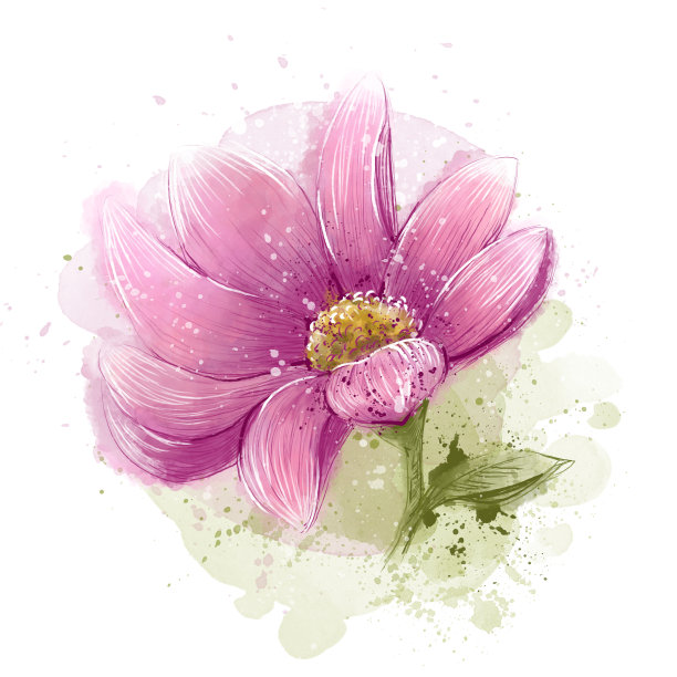 水彩花蕾，白底手绘白玉兰。图片下载