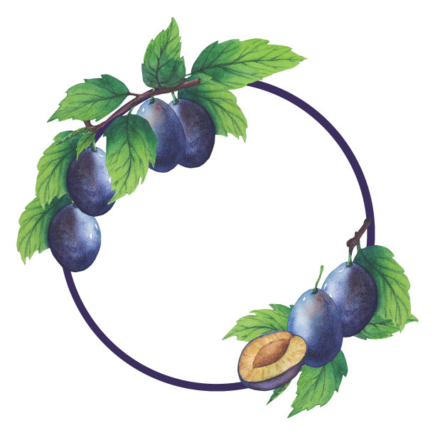 框架水彩画李子树枝与绿叶和果实。手绘李子。背景剪贴艺术。图片下载