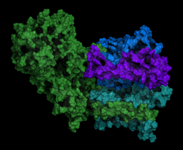γ分泌酶蛋白复合物。3 d演示。图片下载