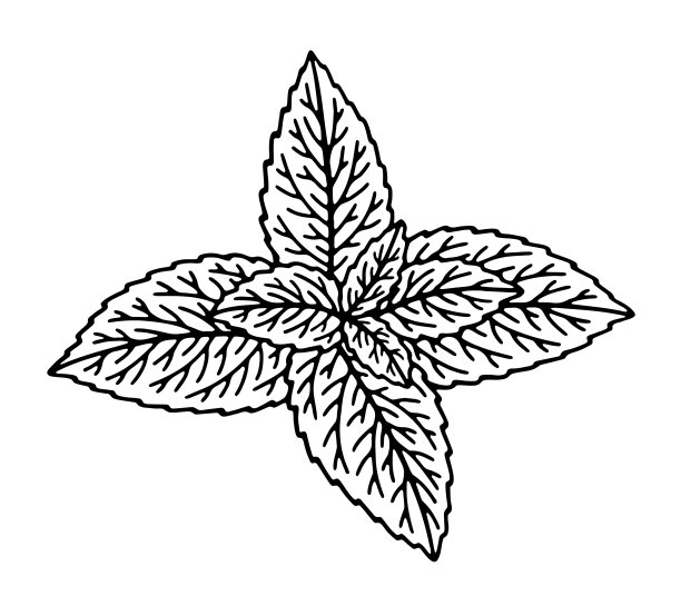 绿薄荷叶子(俯视图)图片下载