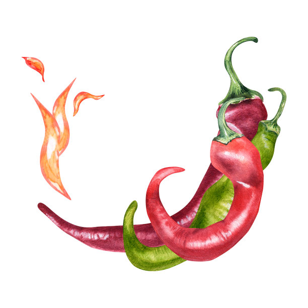 红辣椒火辣椒水彩插图孤立在白色背景。图片下载