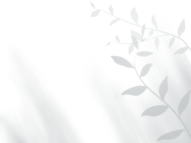 简单的黑白背景和墙上的树叶阴影图片下载