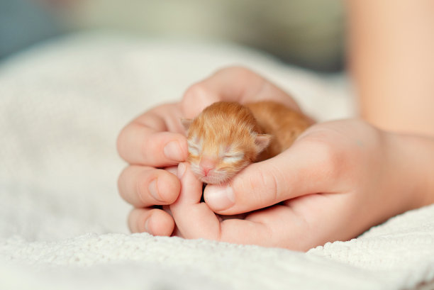 新生小猫，刚出生的红色盲猫图片下载