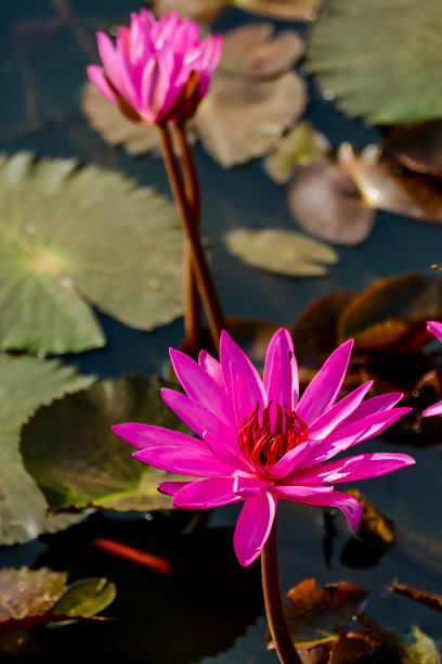 粉红色荷花在池塘，数码照片图片为背景图片下载