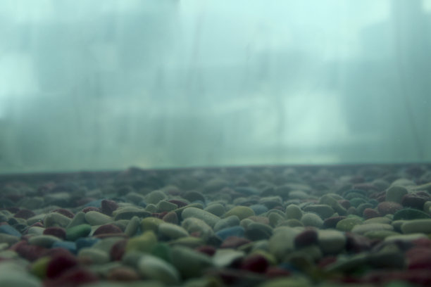 野生动物图片下载