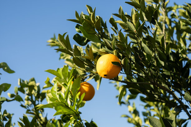 树上的橙子图片下载