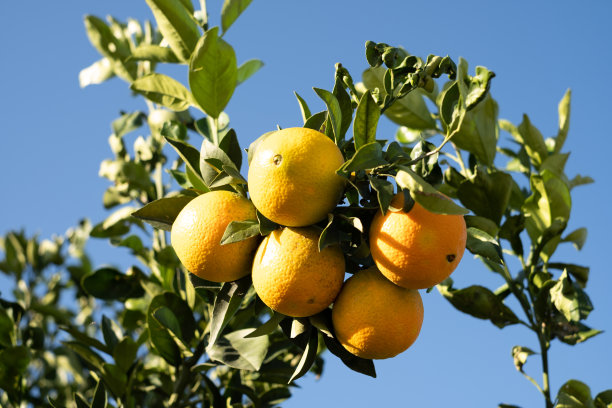 树上的橙子图片下载