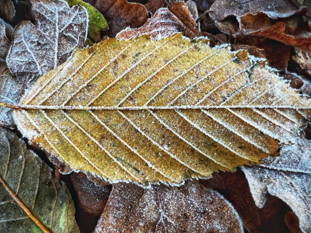 冬季地面上冰冻树叶的宏观特写图片下载