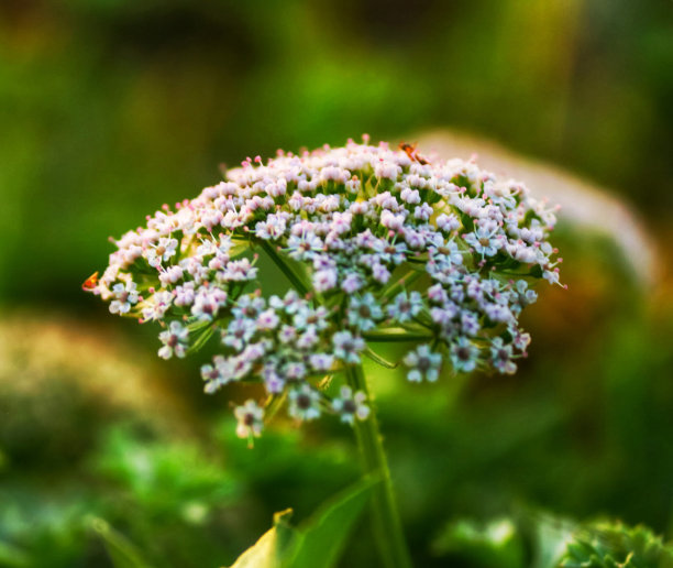 神奇的孟加拉国花卉图片图片下载