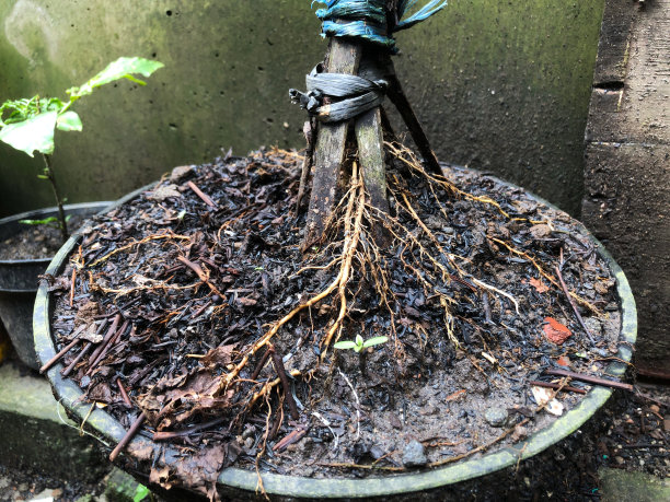 辣椒树的根图片下载