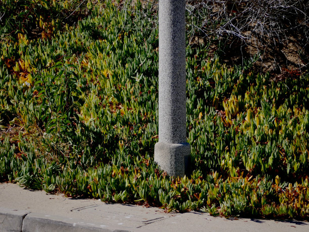 夏季开花图片下载