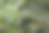 黑色蚂蚁在绿色咖啡叶上的特写照片。图片下载