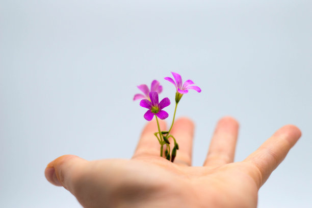 手握花生长在白色的背景图片下载