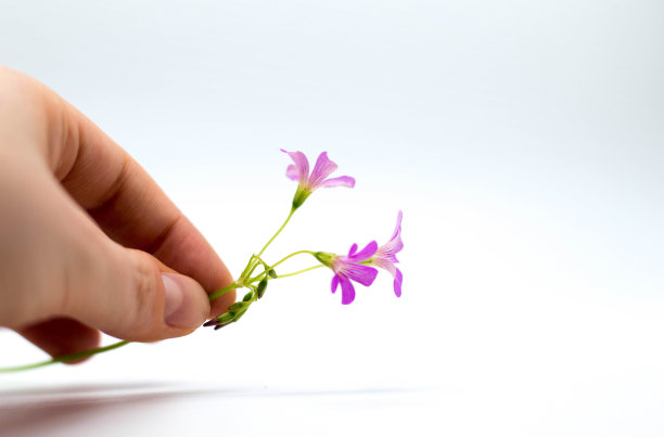 手握花生长在白色的背景图片下载