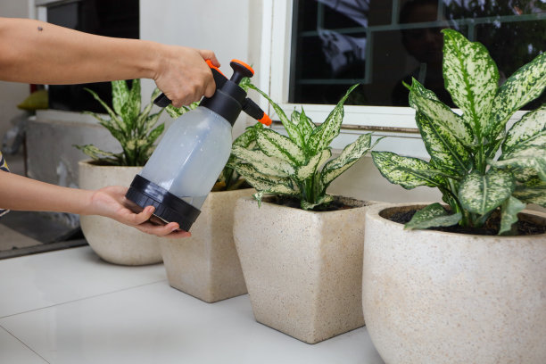 给房子露台上的植物浇水。图片下载