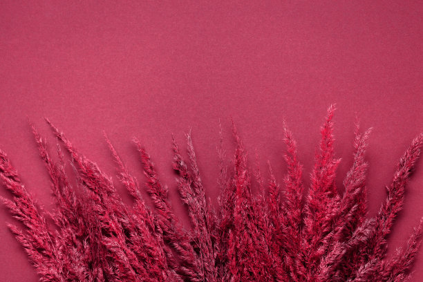 米色背景上的干潘帕斯草。简约，时尚，单色概念。平铺，俯视图。2023年的洋红色万岁。图片下载