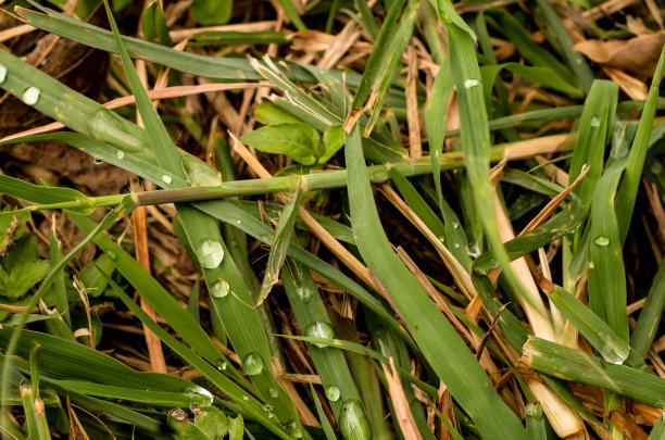 草地上的雨滴图片下载