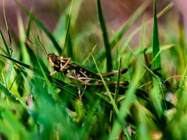 梦地蚱蜢图片下载