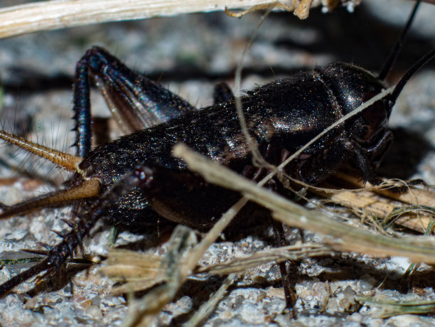 令人讨厌的图片下载