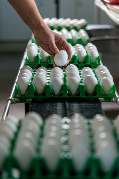 鸡蛋生产线，分拣。特写镜头。图片下载