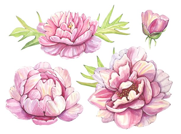 手绘粉红色牡丹花蕾。水彩图片下载