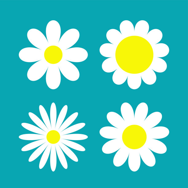 雏菊菊套装。四个白色洋甘菊图标。可爱的圆形花卉植物收藏。爱情卡片符号。日益增长的概念。平面设计。孤立。蓝色背景。图片下载