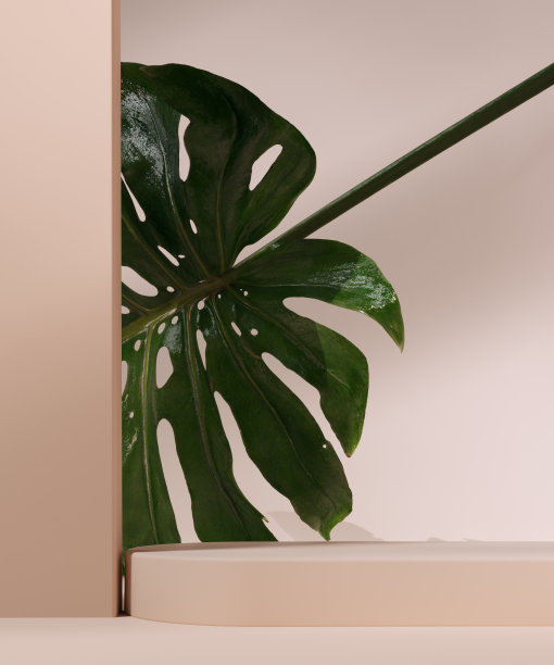 怪物叶米色粉彩墙与窗口光阴影，3d渲染化妆品展示模型图片下载