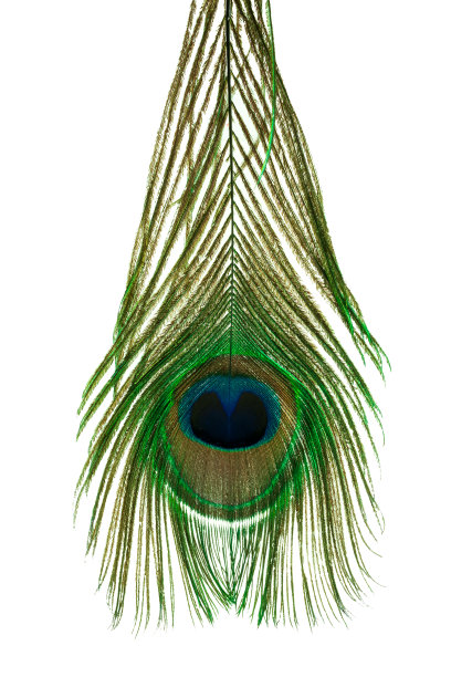 黑色背景上的孔雀羽毛特写照片图片下载