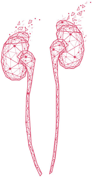 由红线和点组成的多边形人体肾脏。排尿器官，人体泌尿系统图片下载