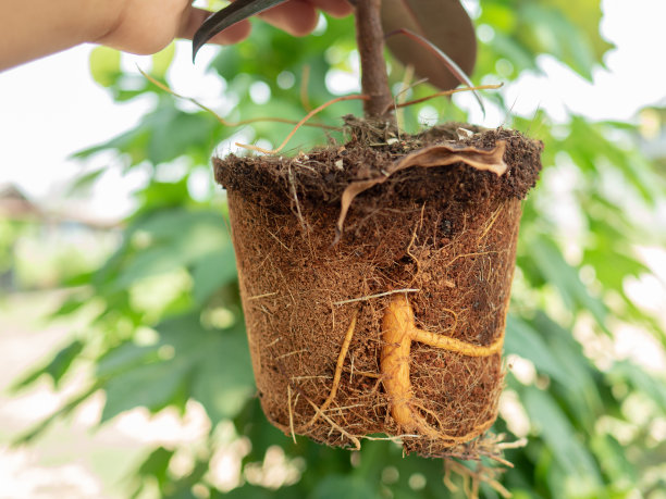 许多植物的根紧紧地包在花盆里。从花盆中取出用于种植。图片下载