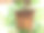 许多植物的根紧紧地包在花盆里。从花盆中取出用于种植。图片下载