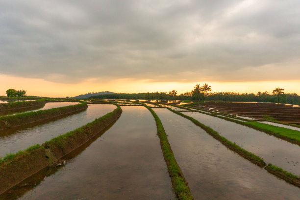 印度尼西亚清晨的景色，日出时黄色的稻田和山脉图片下载