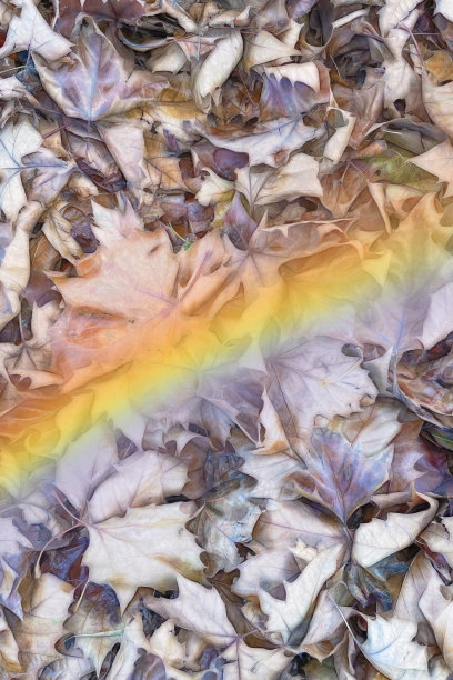 干燥的秋叶与彩虹效果的背景图片下载