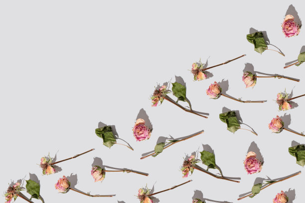 白色背景上的彩色干花。秋天的概念。图片下载