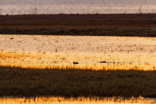 夕阳在湿地与鸭子图片下载