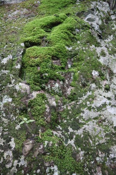 蓝岭山脉谢南多厄国家公园岩石上苔藓纹理的垂直特写图片下载