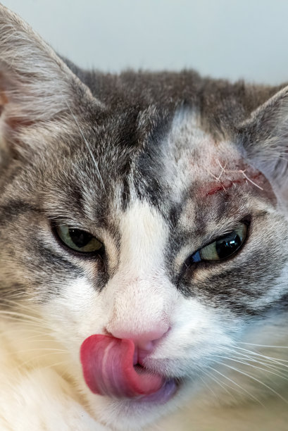 家猫手术后图片下载