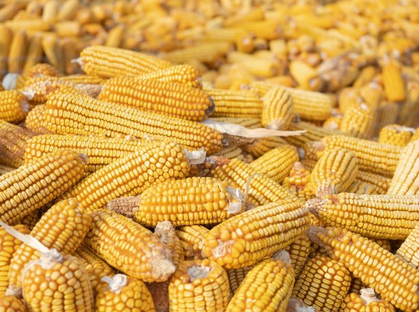 干燥的玉米图片下载