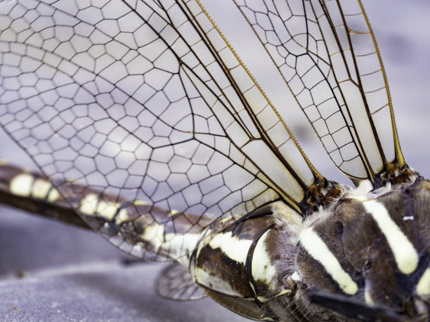 巨龙飞翔的翅膀图片下载