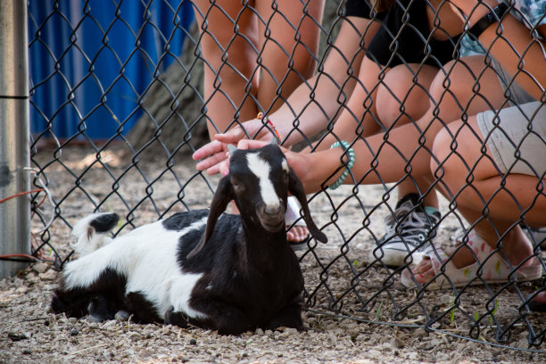 抚摸山羊图片下载