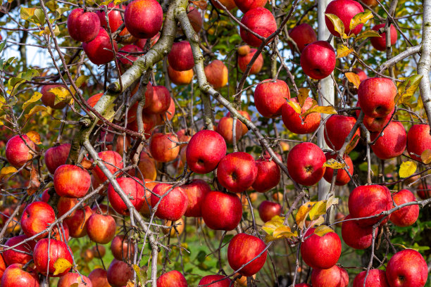 来自果园的富士苹果和美味的蜂蜜。图片下载