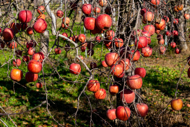 来自日本果园即将收获的美味富士苹果。图片下载